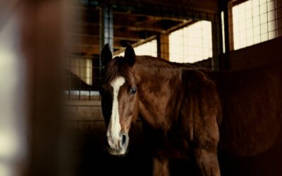 Horse Hemp Bedding: A Better Choice for Your Equine Friend