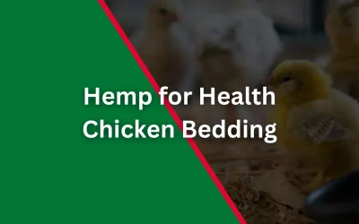 Harnessing the Benefits of Hemp Bedding for Healthier, Happier Chickens
