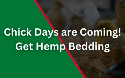 Chick Days at Farm Supply Stores: A Comprehensive Guide to Raising Chicks with Hemp Bedding